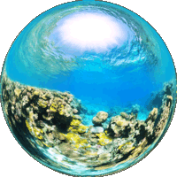 Ilot Ua Coral Reefs in the South Lagoon of New Caledonia