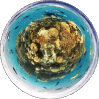 escapade island resort coral reef memory bubble 