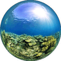 Baie de Pain coral reef
