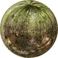 Parc Riviere Bleue Palm Forest Trail, New Caledonia